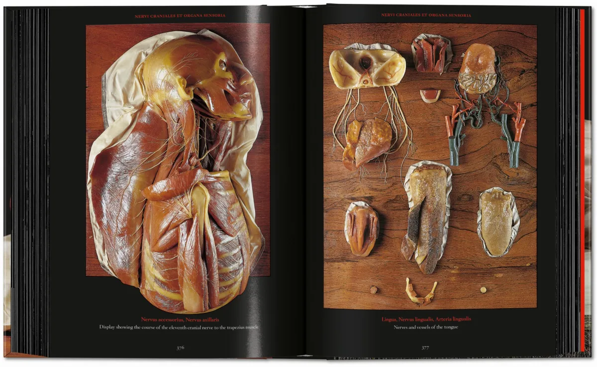 Anatomical Waxes. 45th Ed. - Image 24 de 26