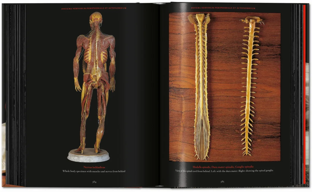 Anatomical Waxes. 45th Ed. - Image 25 de 26