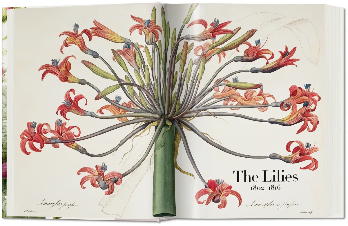 Redouté. The Book of Flowers - Image 2 of 8