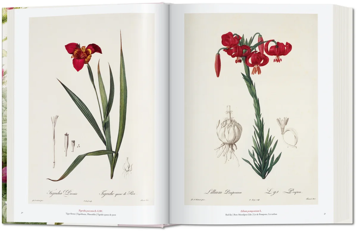 Redouté. The Book of Flowers - Image 4 of 8