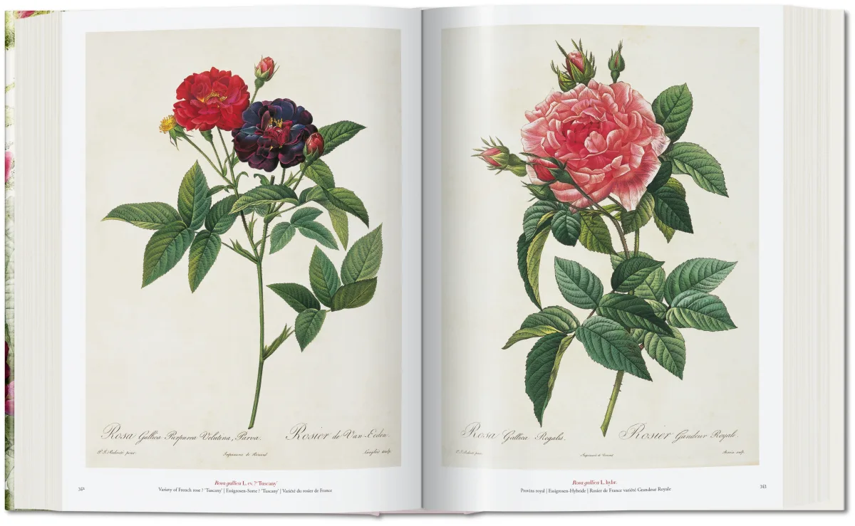Redouté. The Book of Flowers - Image 6 of 8