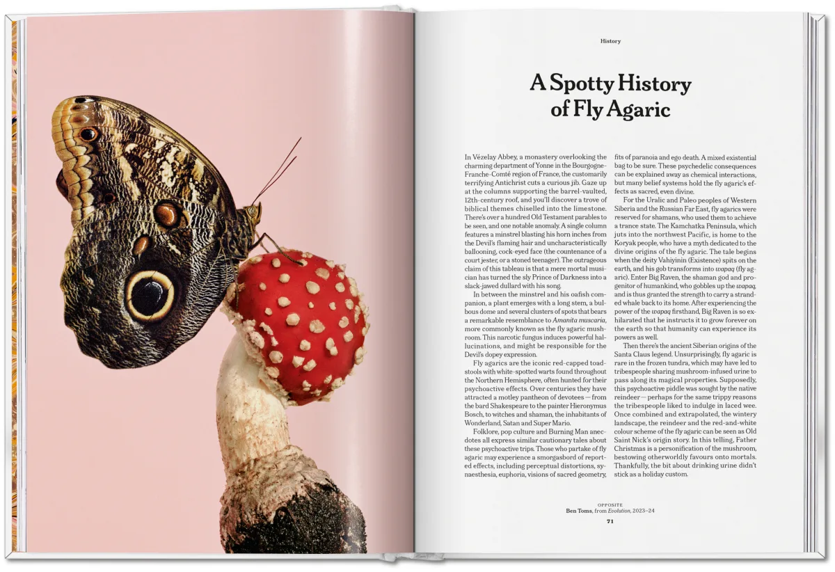 The Gourmand's Mushroom. A Collection of Stories & Recipes - Image 14 de 26