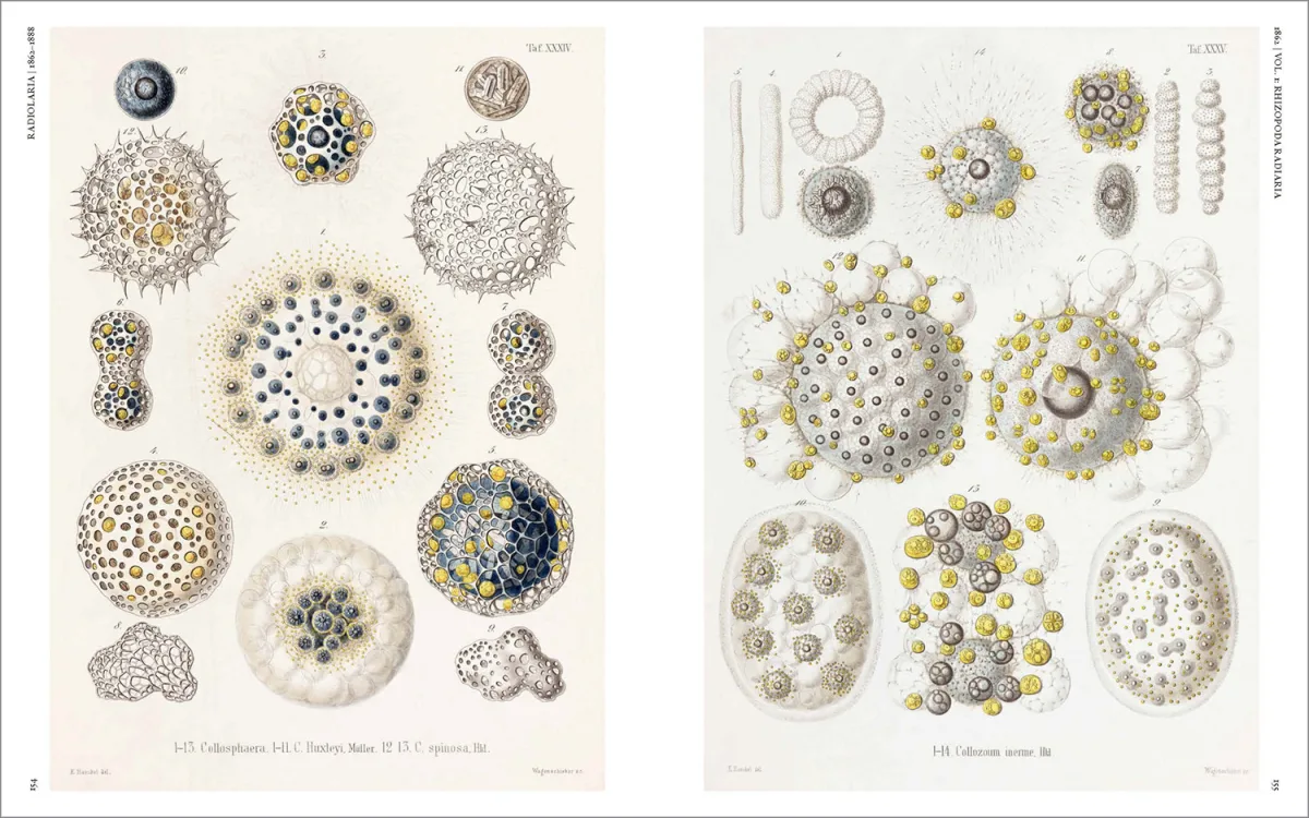 The Art and Science of Ernst Haeckel - Imagen 9 de 26