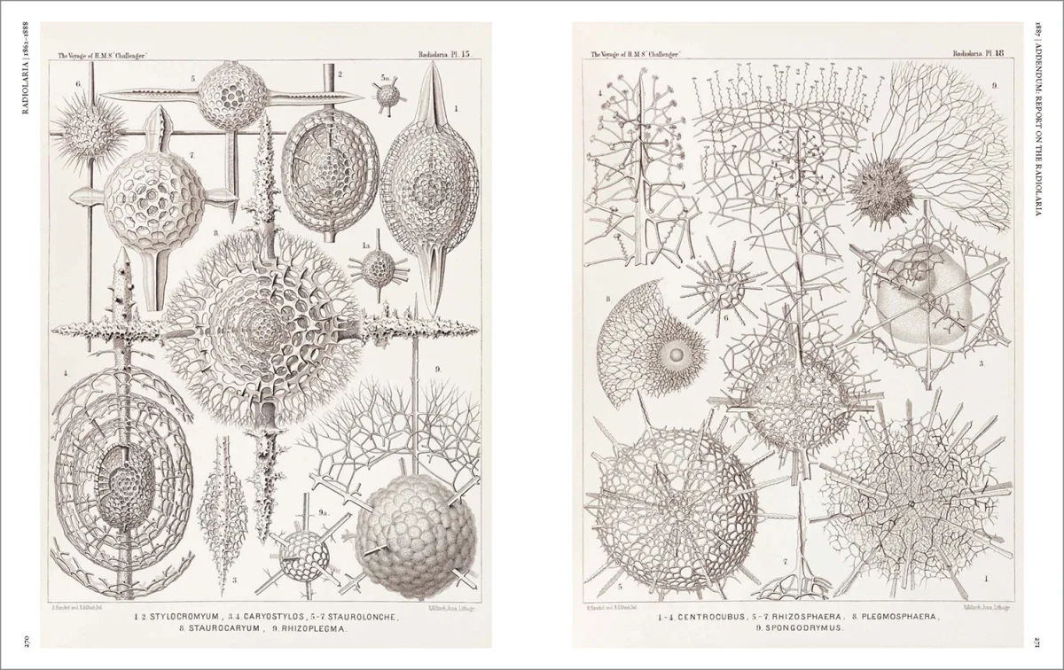 The Art and Science of Ernst Haeckel - Imagen 10 de 26