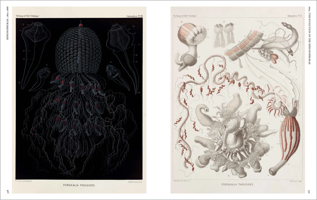 The Art and Science of Ernst Haeckel - Imagen 11 de 26