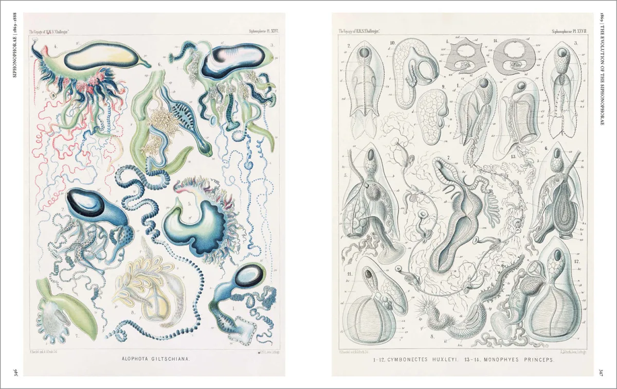 The Art and Science of Ernst Haeckel - Imagen 12 de 26