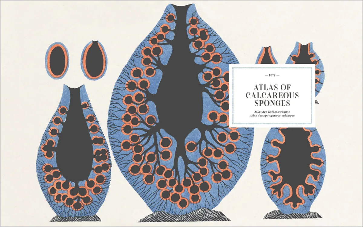 The Art and Science of Ernst Haeckel - Imagen 13 de 26