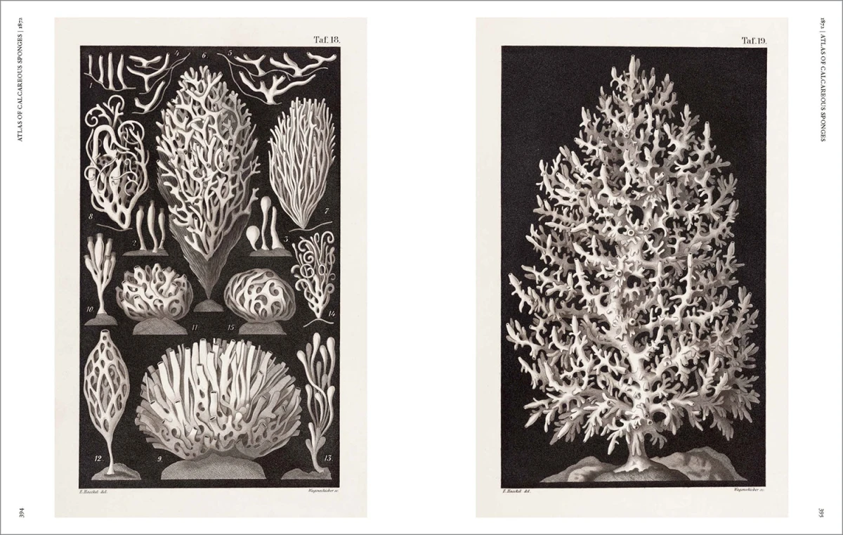 The Art and Science of Ernst Haeckel - Imagen 14 de 26