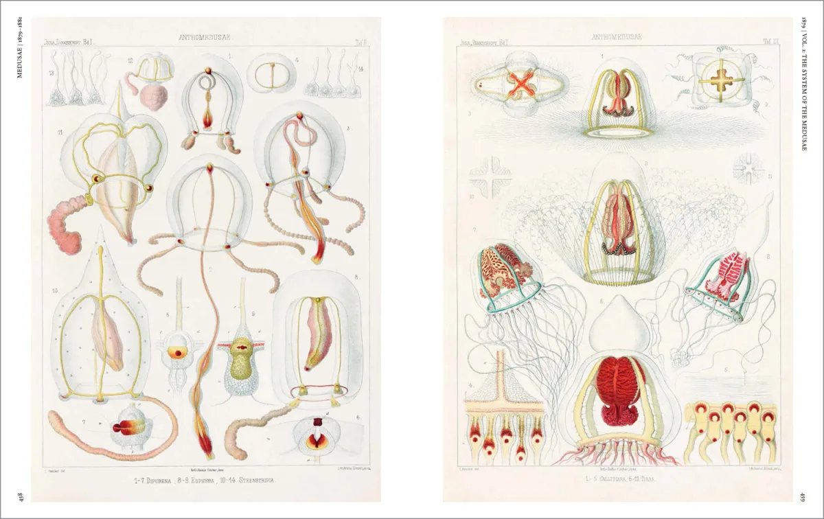 The Art and Science of Ernst Haeckel - Imagen 15 de 26