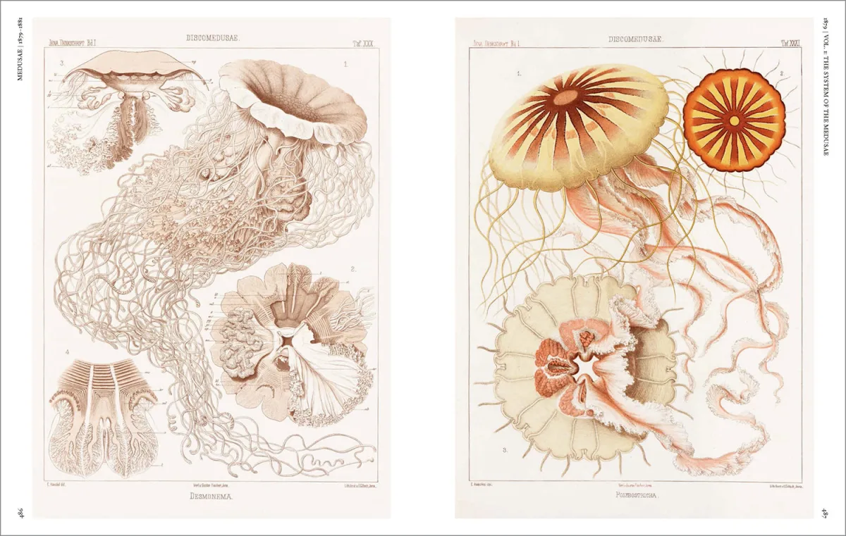 The Art and Science of Ernst Haeckel - Imagen 16 de 26
