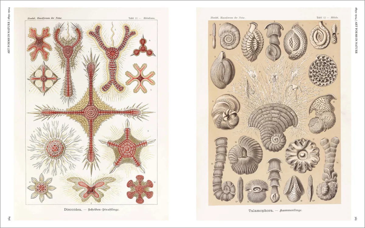 The Art and Science of Ernst Haeckel - Imagen 19 de 26
