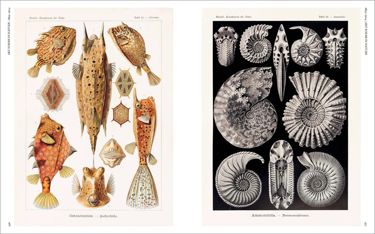 The Art and Science of Ernst Haeckel - Imagen 21 de 26