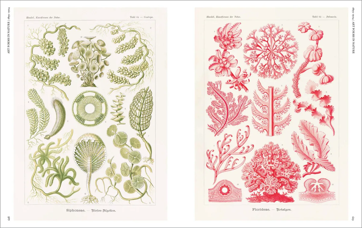 The Art and Science of Ernst Haeckel - Imagen 22 de 26