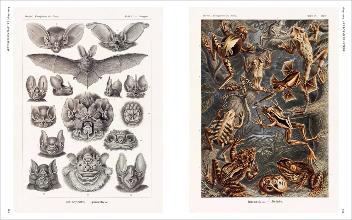 The Art and Science of Ernst Haeckel - Imagen 23 de 26