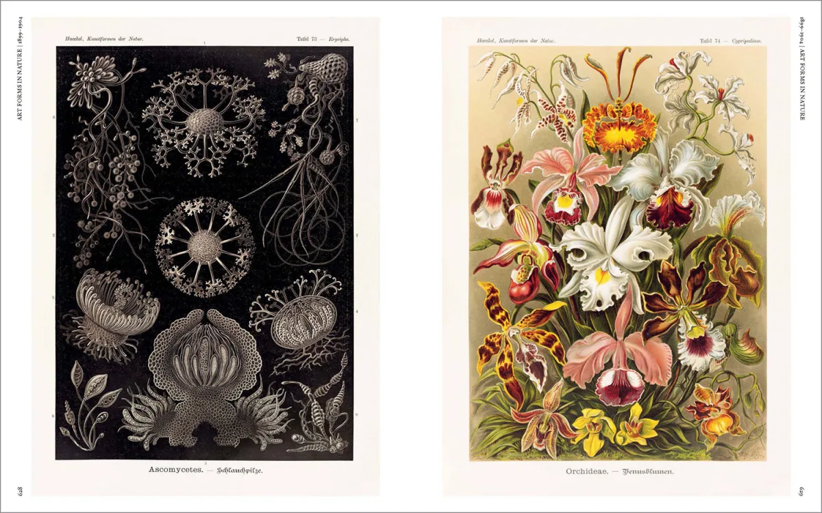 The Art and Science of Ernst Haeckel - Imagen 24 de 26