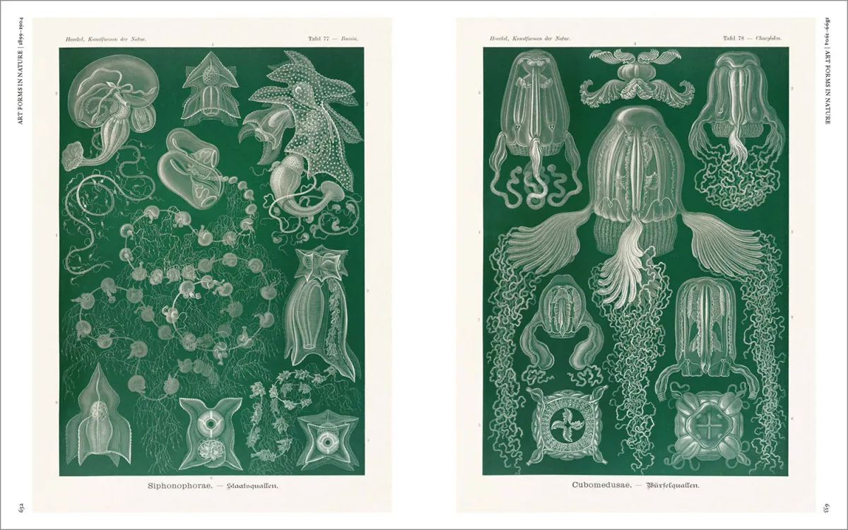 The Art and Science of Ernst Haeckel - Imagen 25 de 26