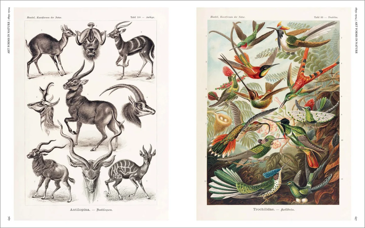 The Art and Science of Ernst Haeckel - Imagen 26 de 26