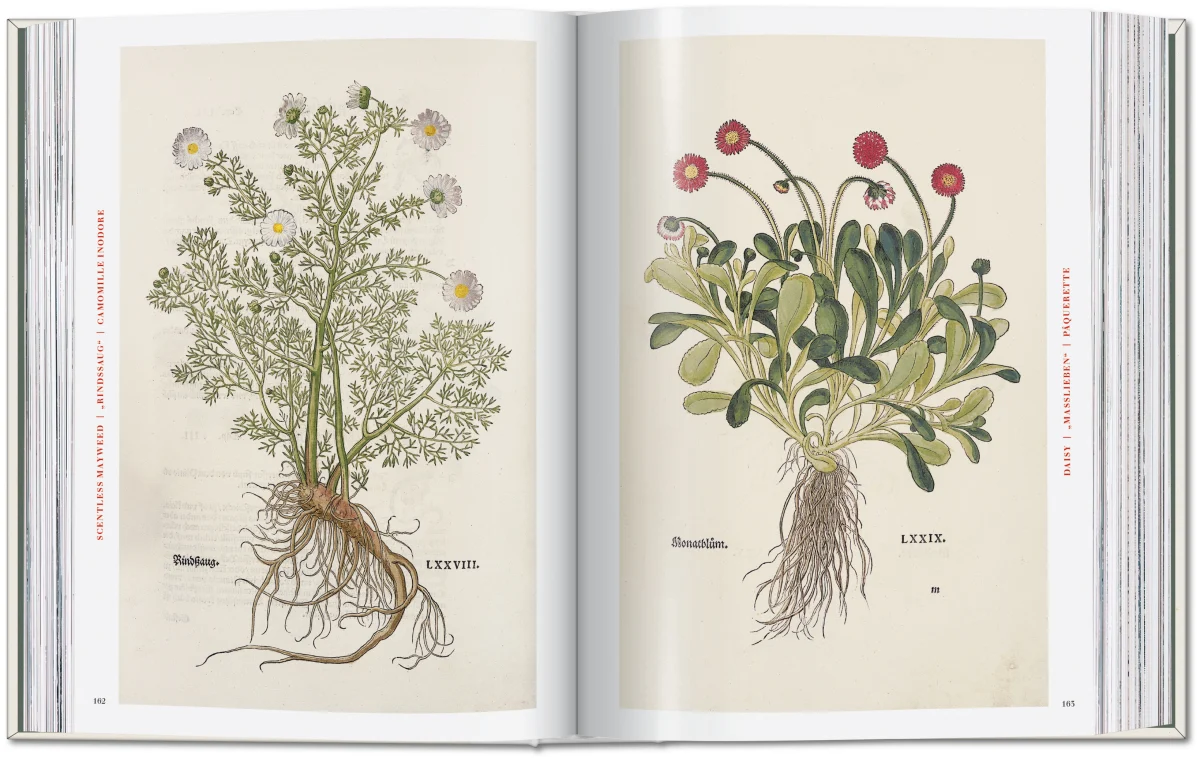 Leonhart Fuchs. The New Herbal - Imagen 5 de 13