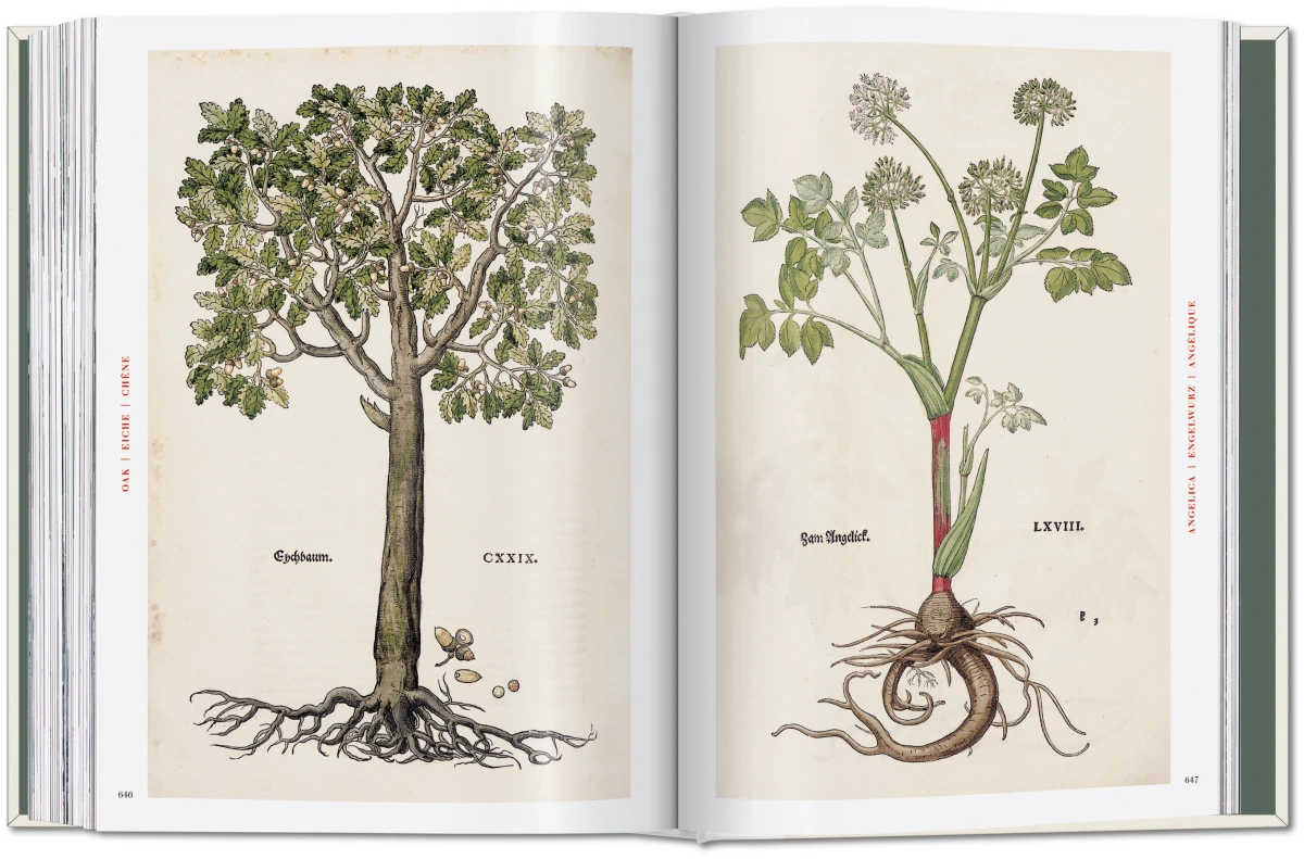 Leonhart Fuchs. The New Herbal - Imagen 10 de 13