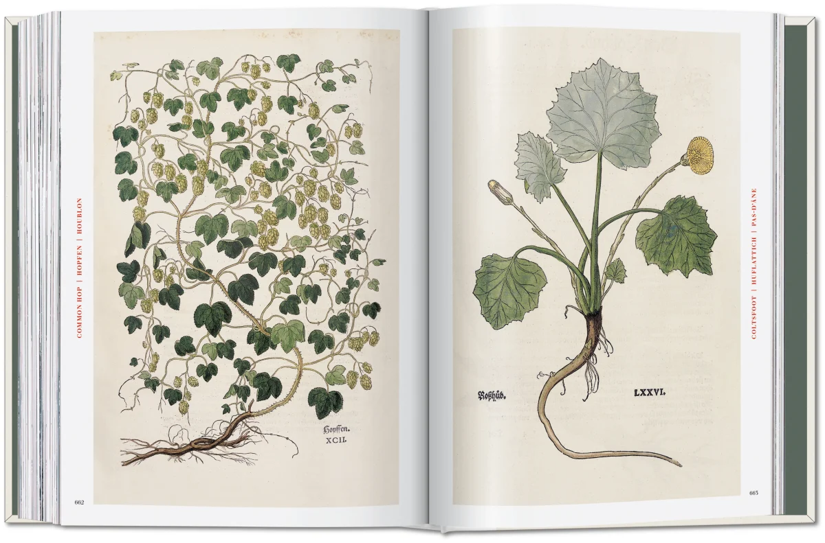 Leonhart Fuchs. The New Herbal - Imagen 12 de 13