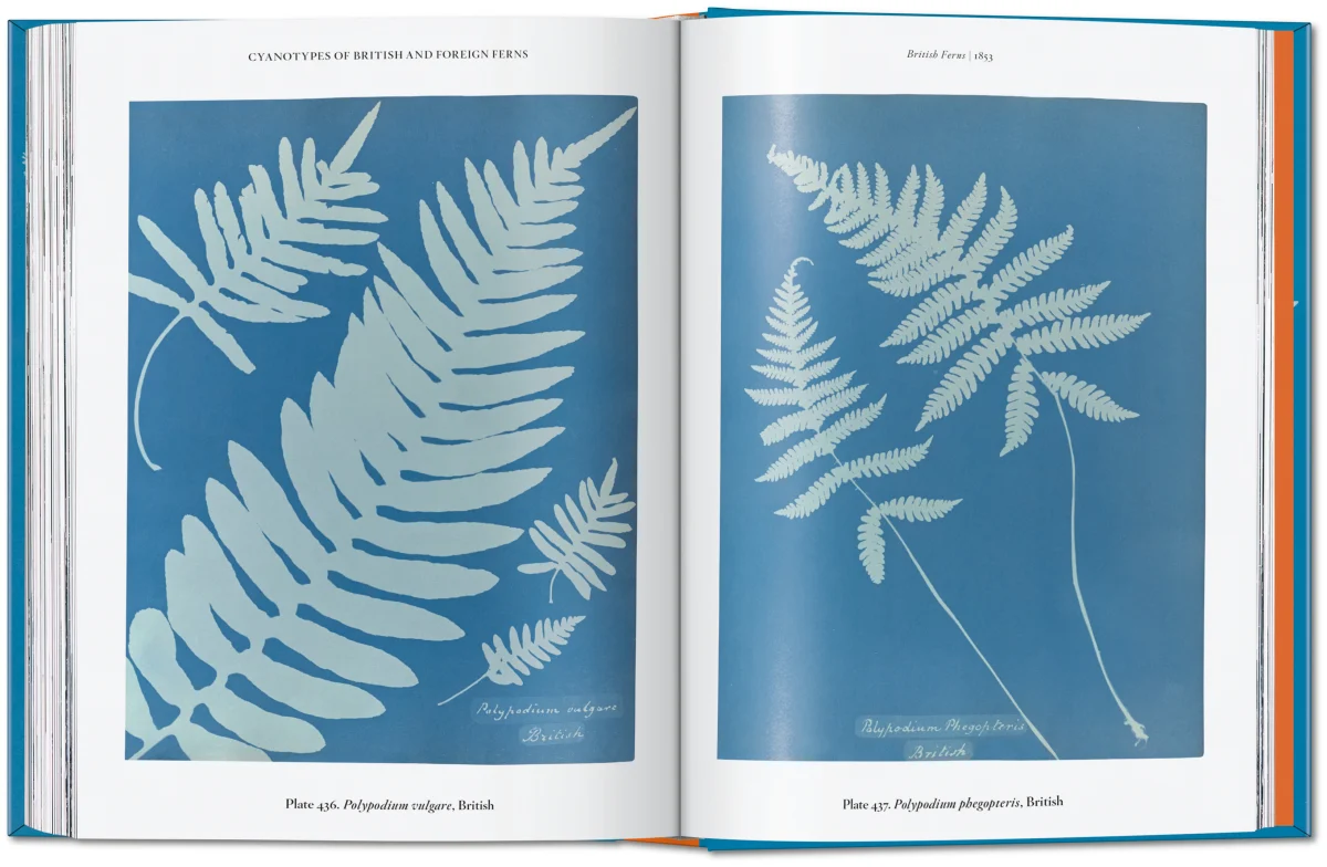 Anna Atkins. Cyanotypes. 45th Ed. - Image 11 of 12