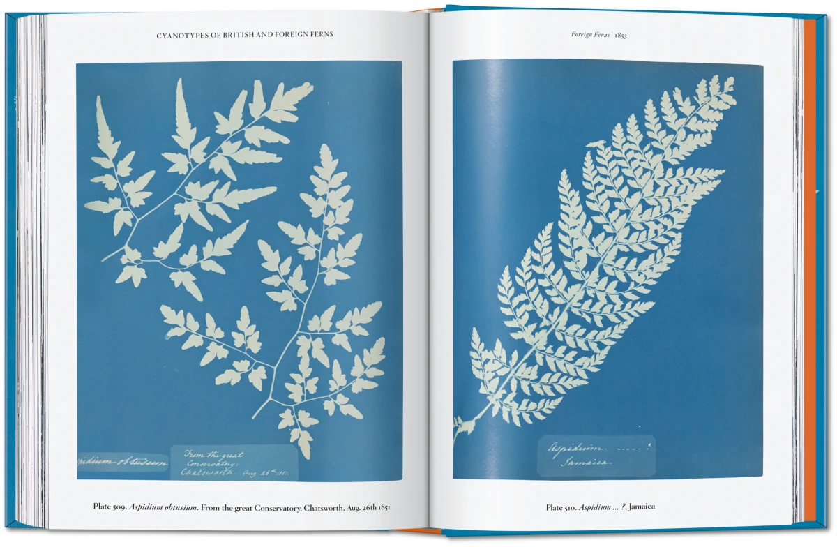 Anna Atkins. Cyanotypes. 45th Ed. - Image 12 of 12