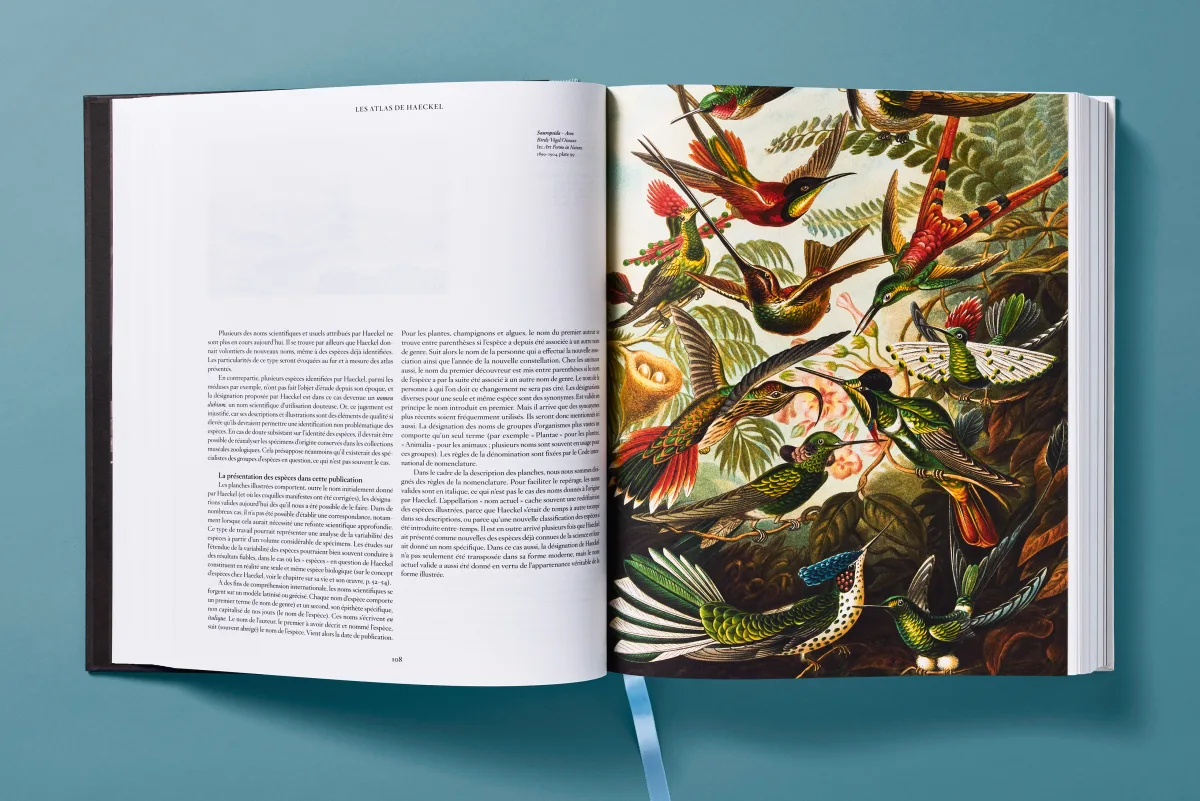The Art and Science of Ernst Haeckel - Image 10 of 27