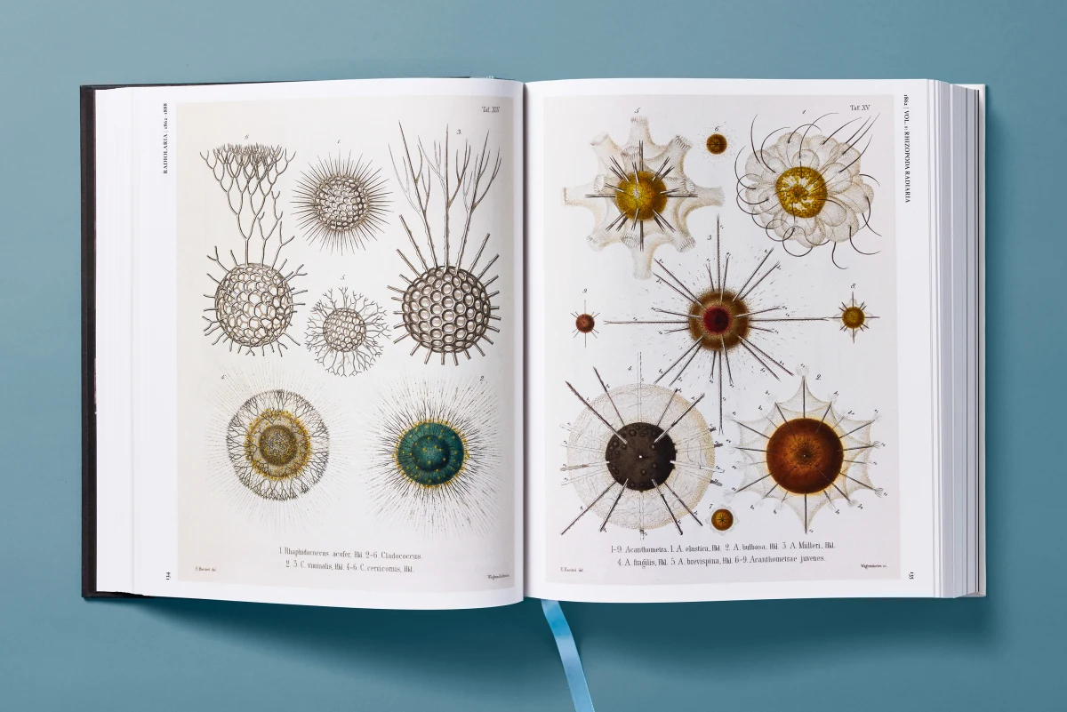 The Art and Science of Ernst Haeckel - Image 12 of 27