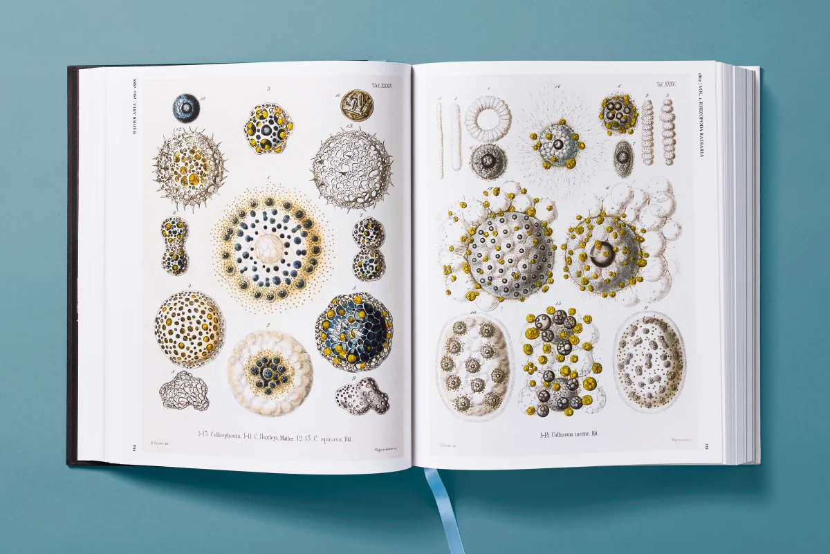 The Art and Science of Ernst Haeckel - Image 13 of 27