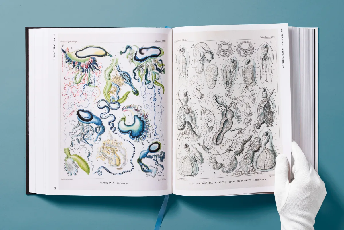 The Art and Science of Ernst Haeckel - Image 14 of 27