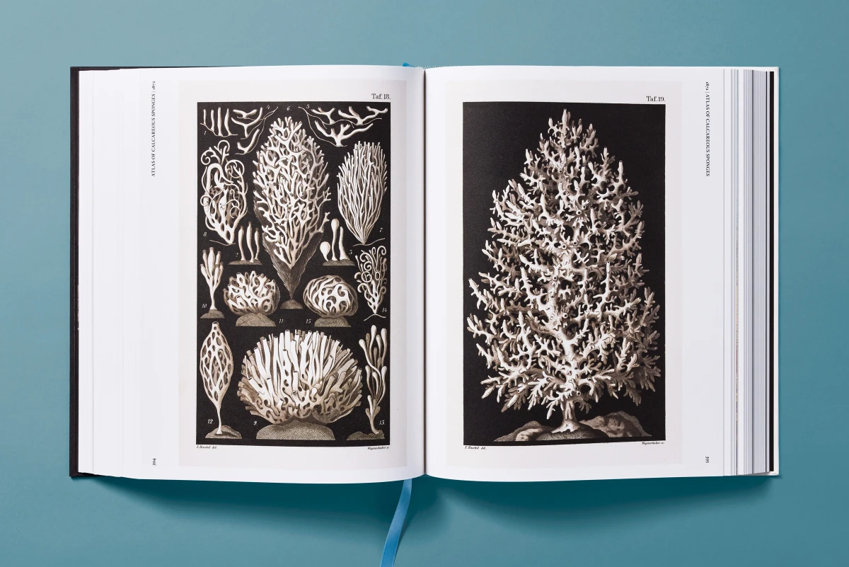The Art and Science of Ernst Haeckel - Image 15 of 27