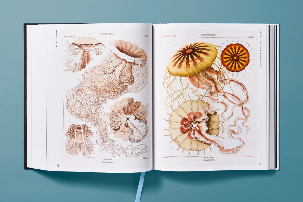 The Art and Science of Ernst Haeckel - Image 17 of 27