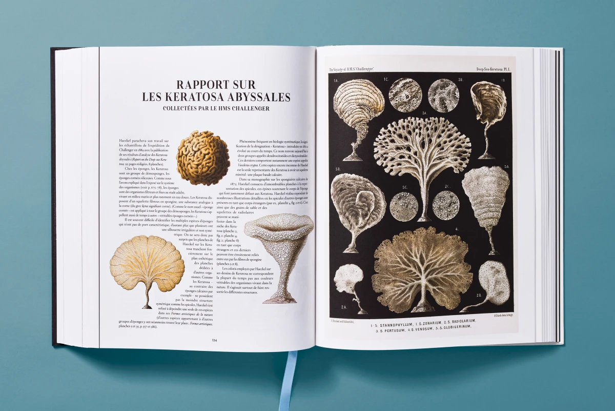 The Art and Science of Ernst Haeckel - Image 18 of 27