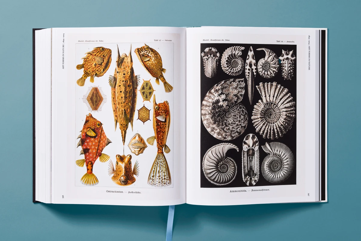 The Art and Science of Ernst Haeckel - Image 20 of 27