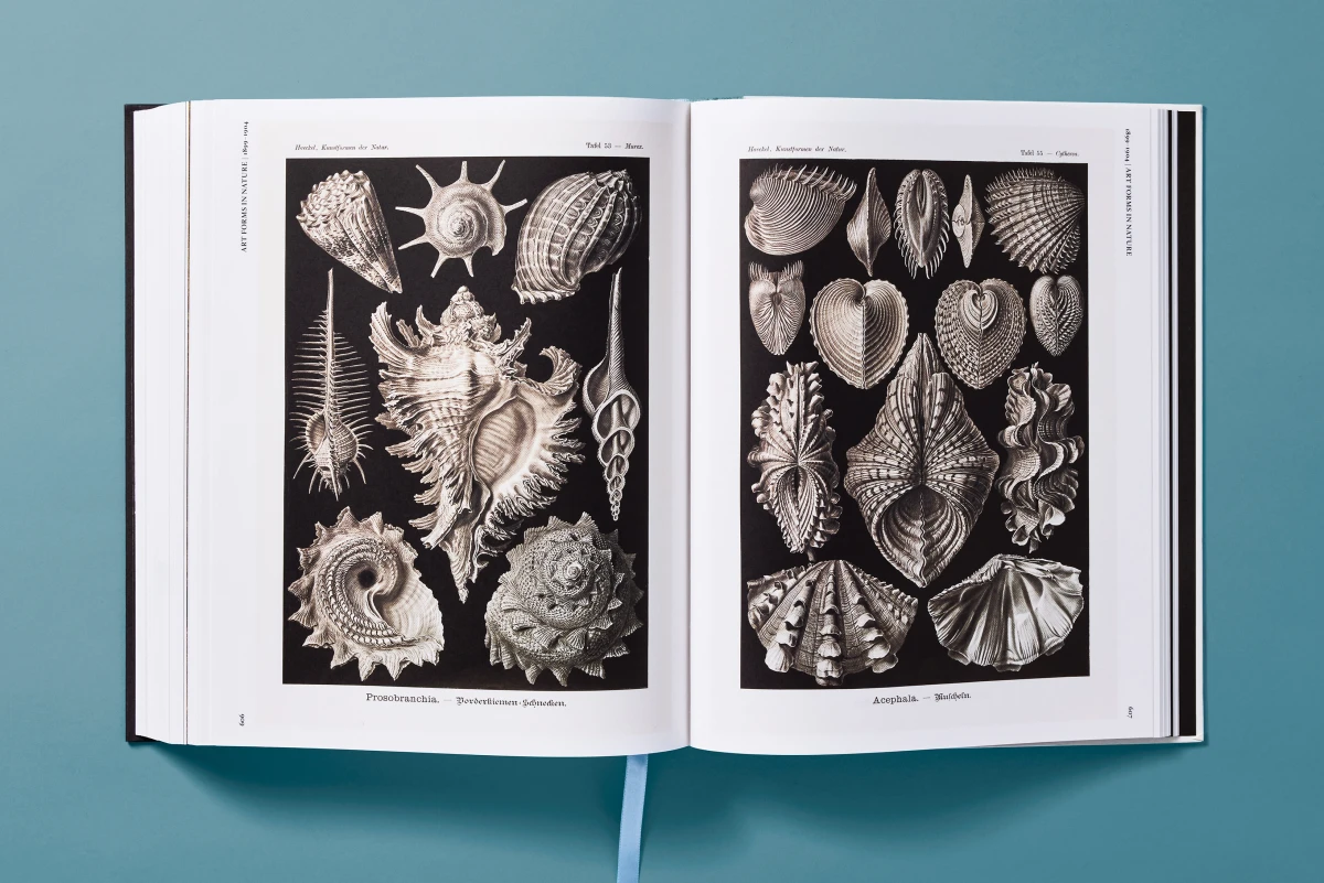 The Art and Science of Ernst Haeckel - Image 21 of 27