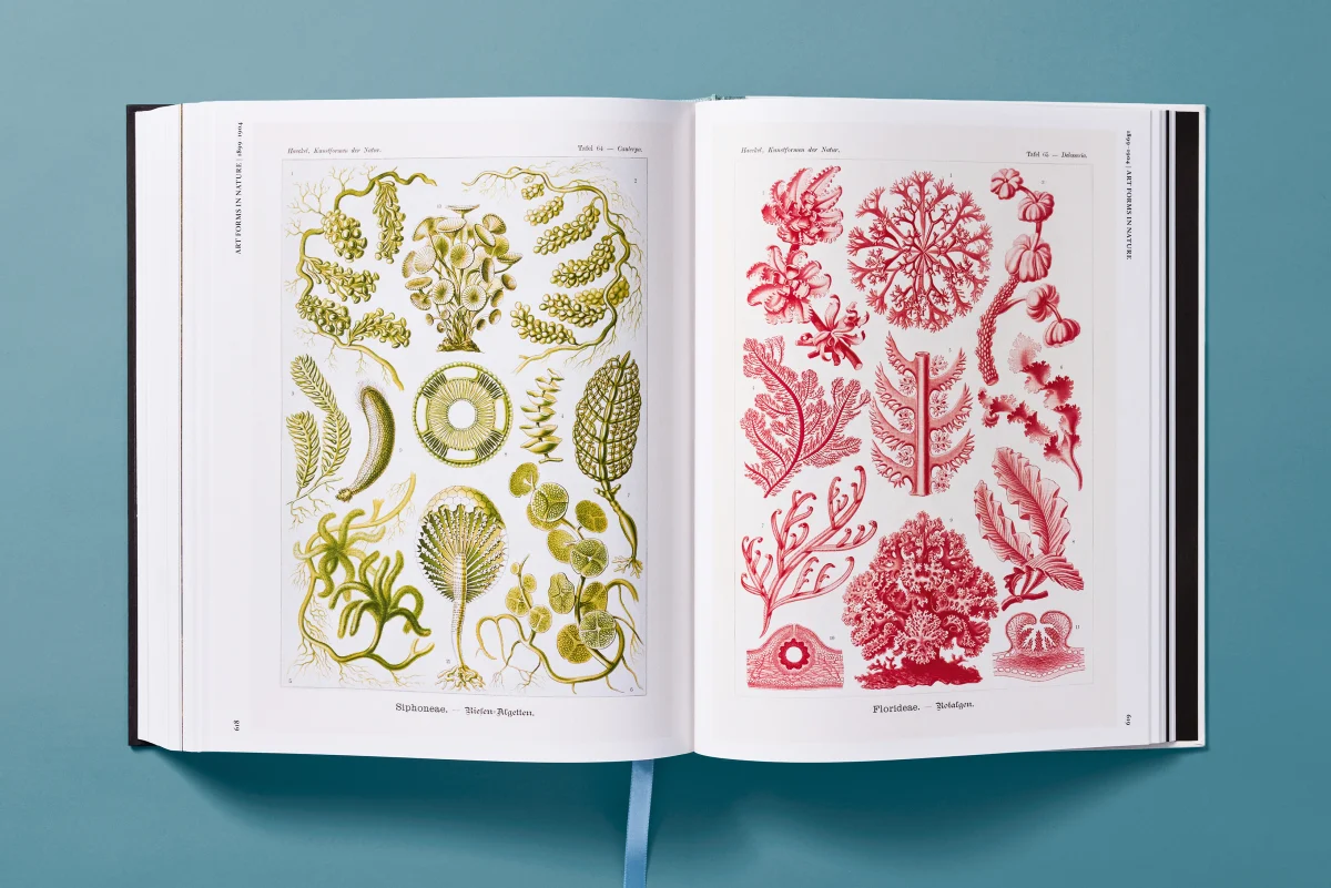 The Art and Science of Ernst Haeckel - Image 22 of 27