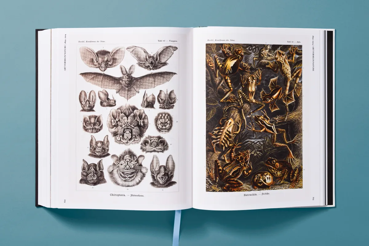 The Art and Science of Ernst Haeckel - Image 23 of 27