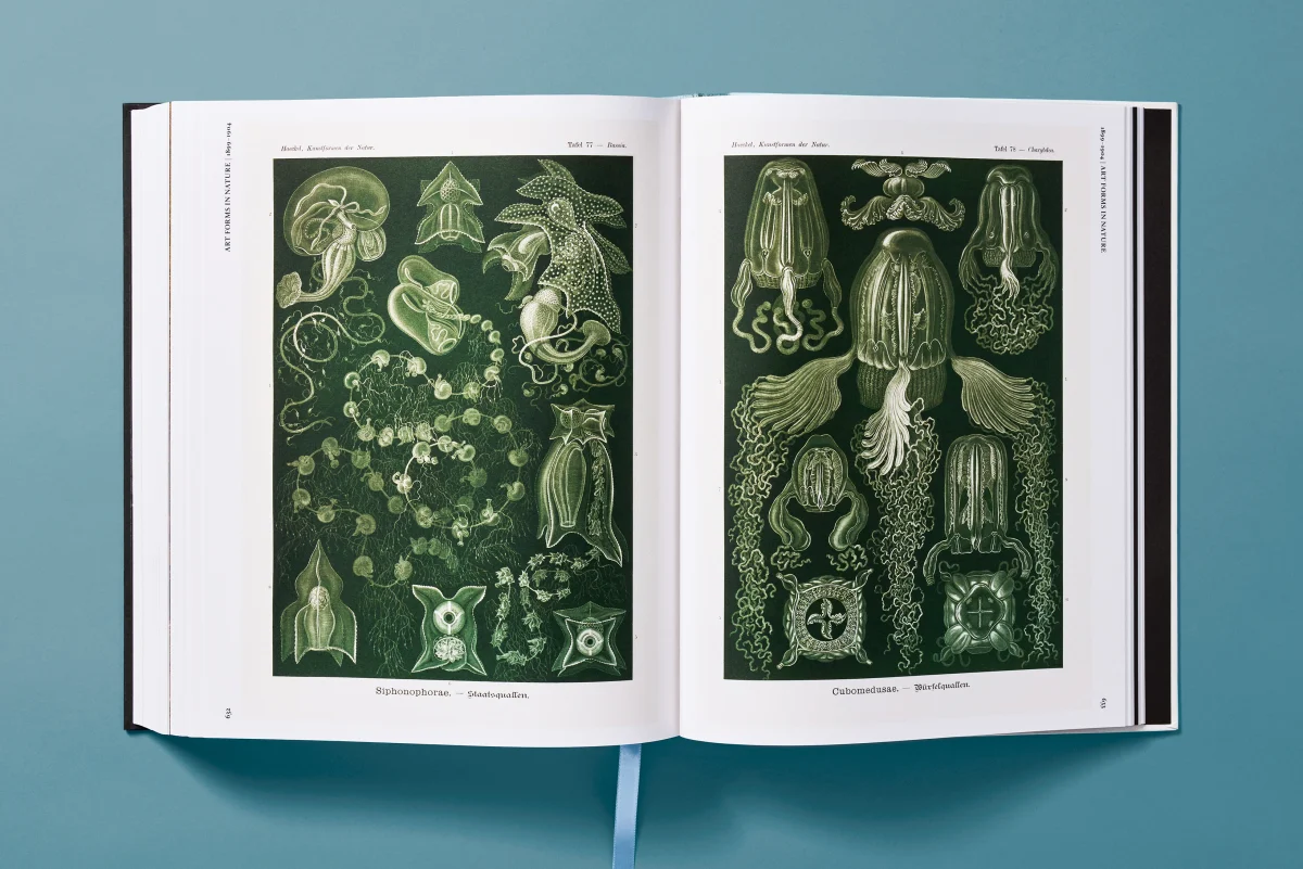 The Art and Science of Ernst Haeckel - Image 24 of 27