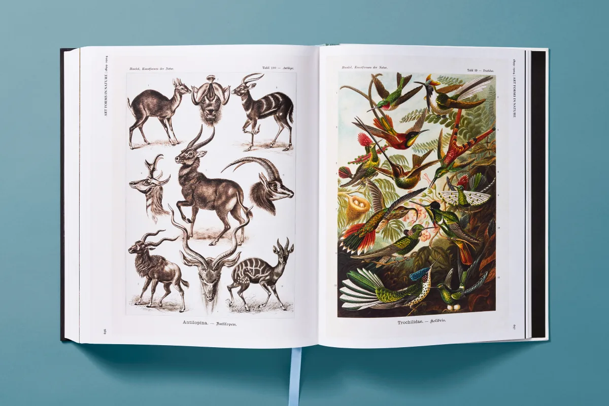 The Art and Science of Ernst Haeckel - Image 25 of 27