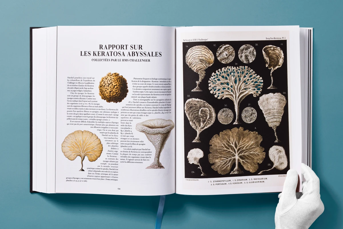 The Art and Science of Ernst Haeckel - Image 26 of 27