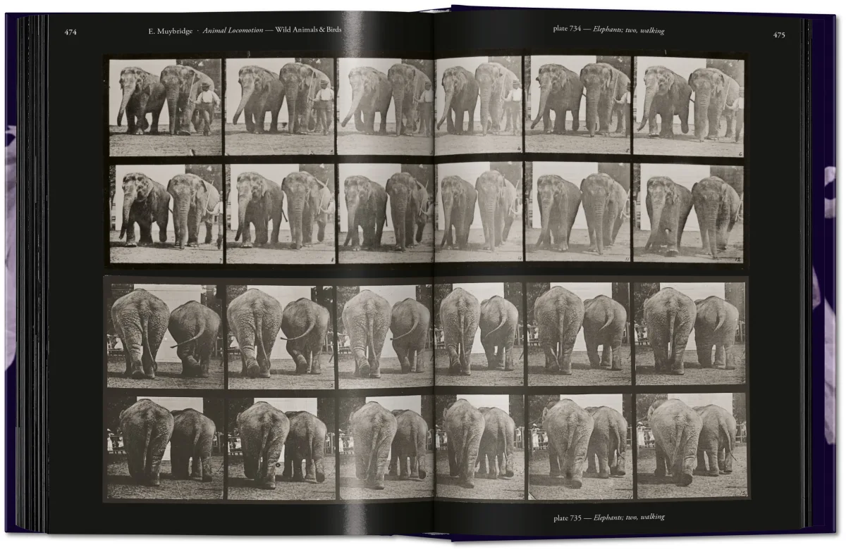 Muybridge. The Human and Animal Locomotion Photographs. 45th Ed. - Image 12 of 13