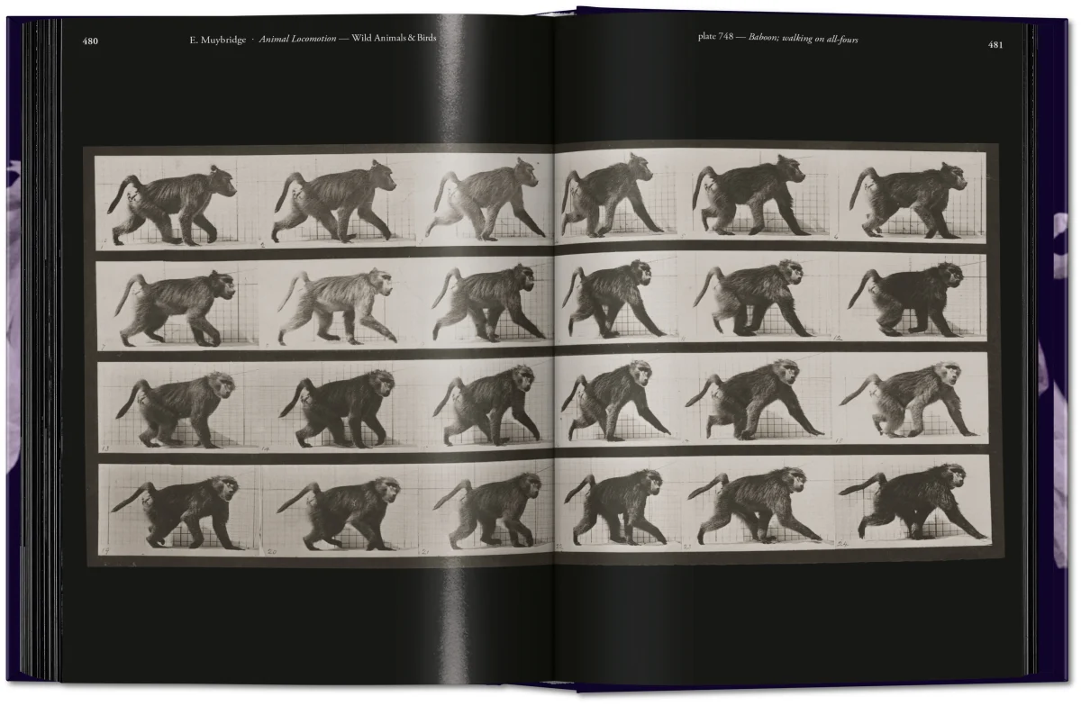 Muybridge. The Human and Animal Locomotion Photographs. 45th Ed. - Image 13 of 13