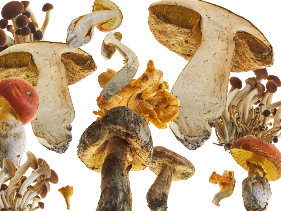 The Gourmand’s Mushroom - A Collection of Stories and Recipes