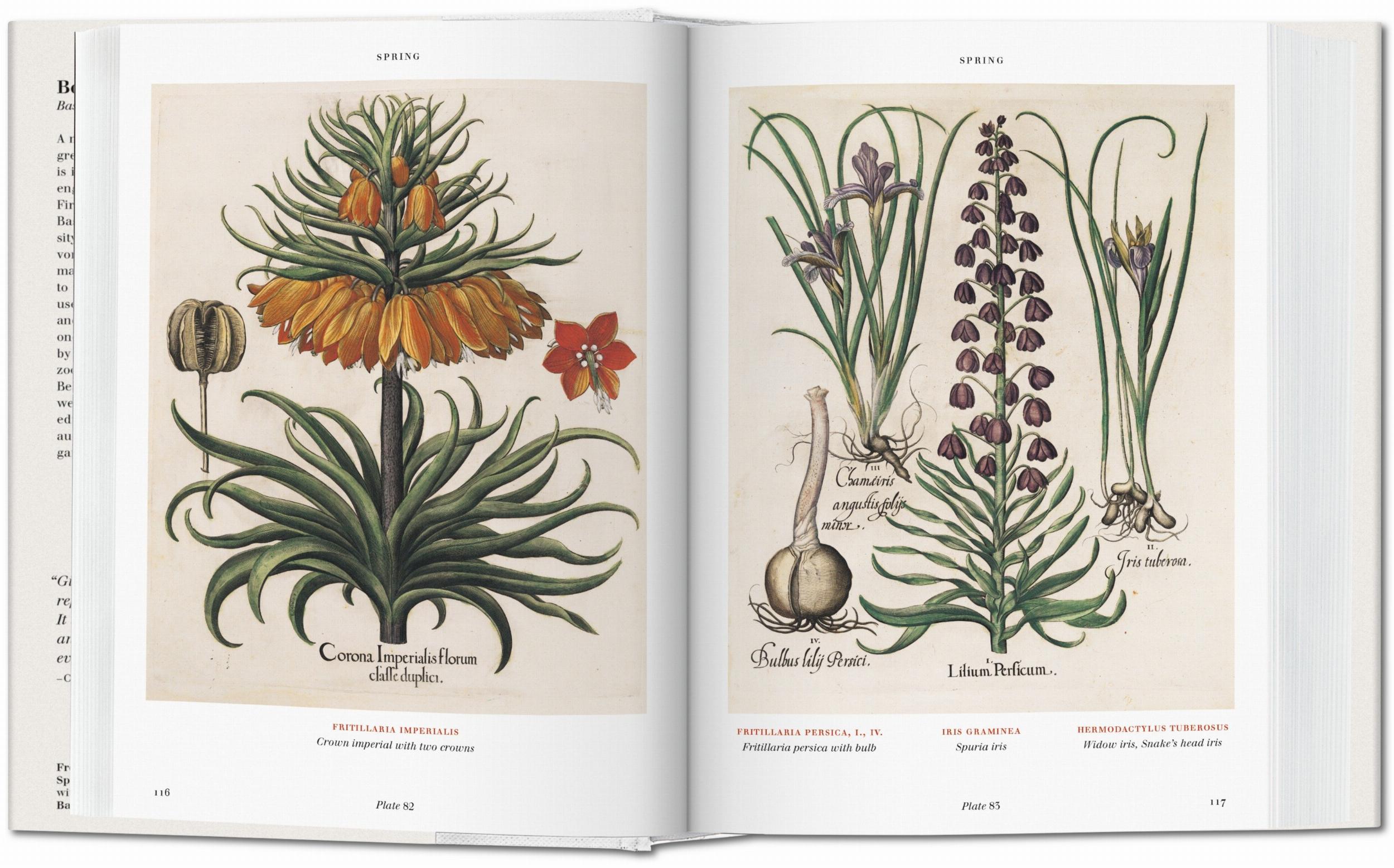 Basilius Besler. Florilegium. The Book Of Plants-4