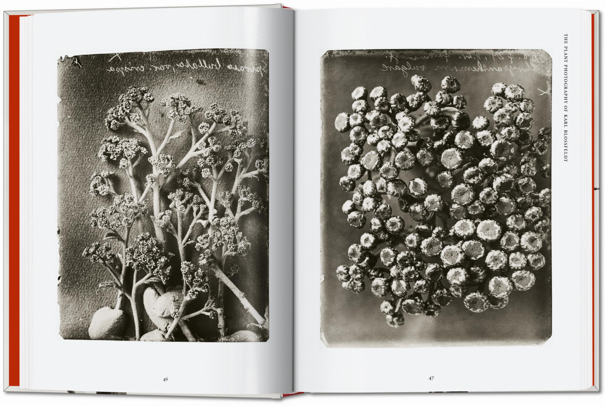 Karl Blossfeldt. The Complete Published Work. 40Th Ed.-3