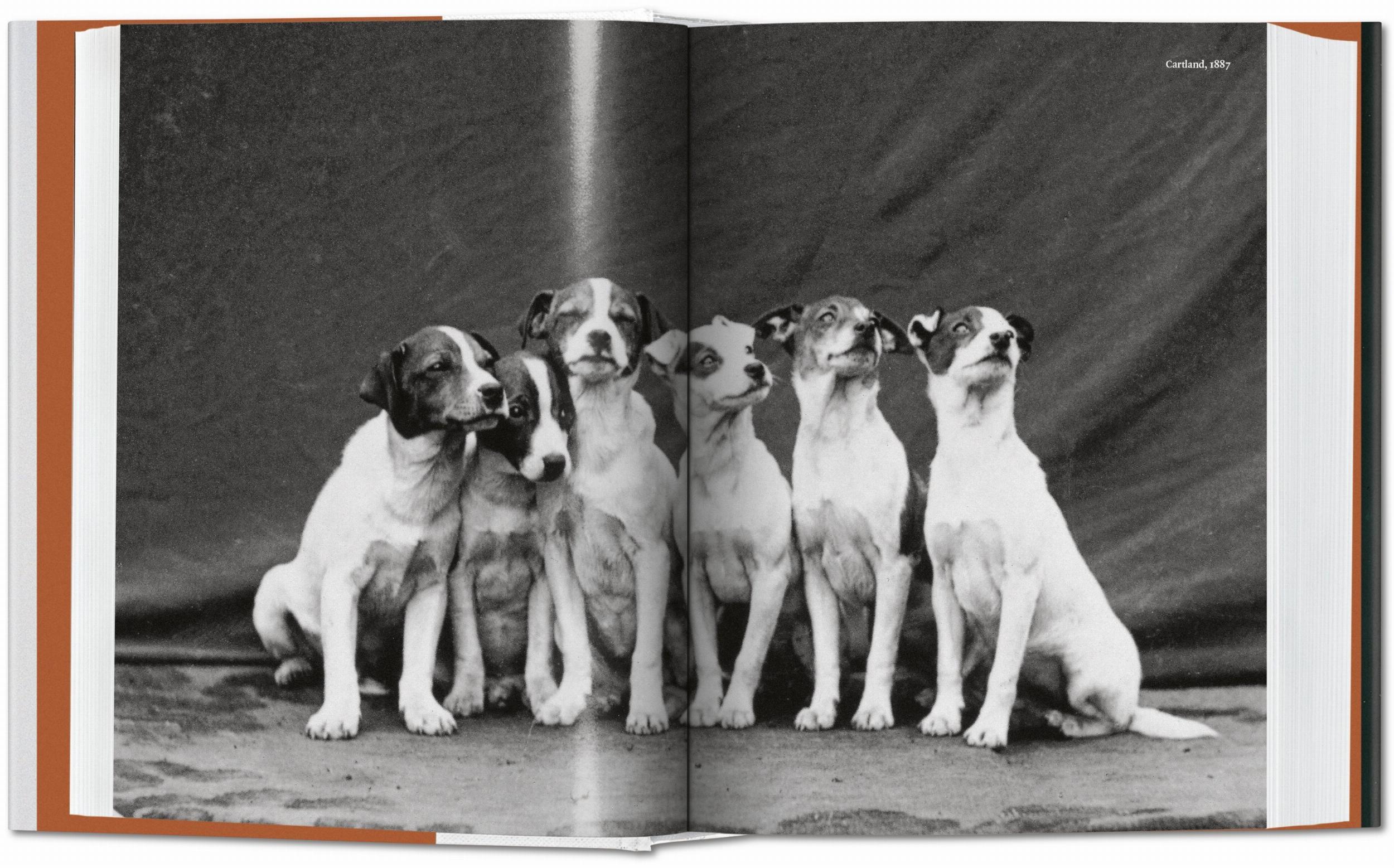The Dog In Photography 1839–Today-2