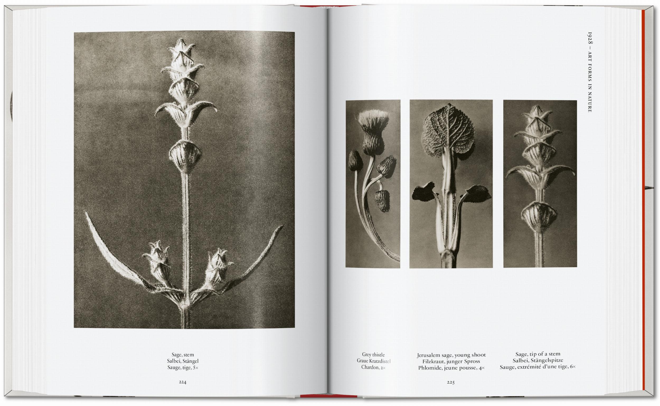 Karl Blossfeldt. The Complete Published Work. 40Th Ed.-6
