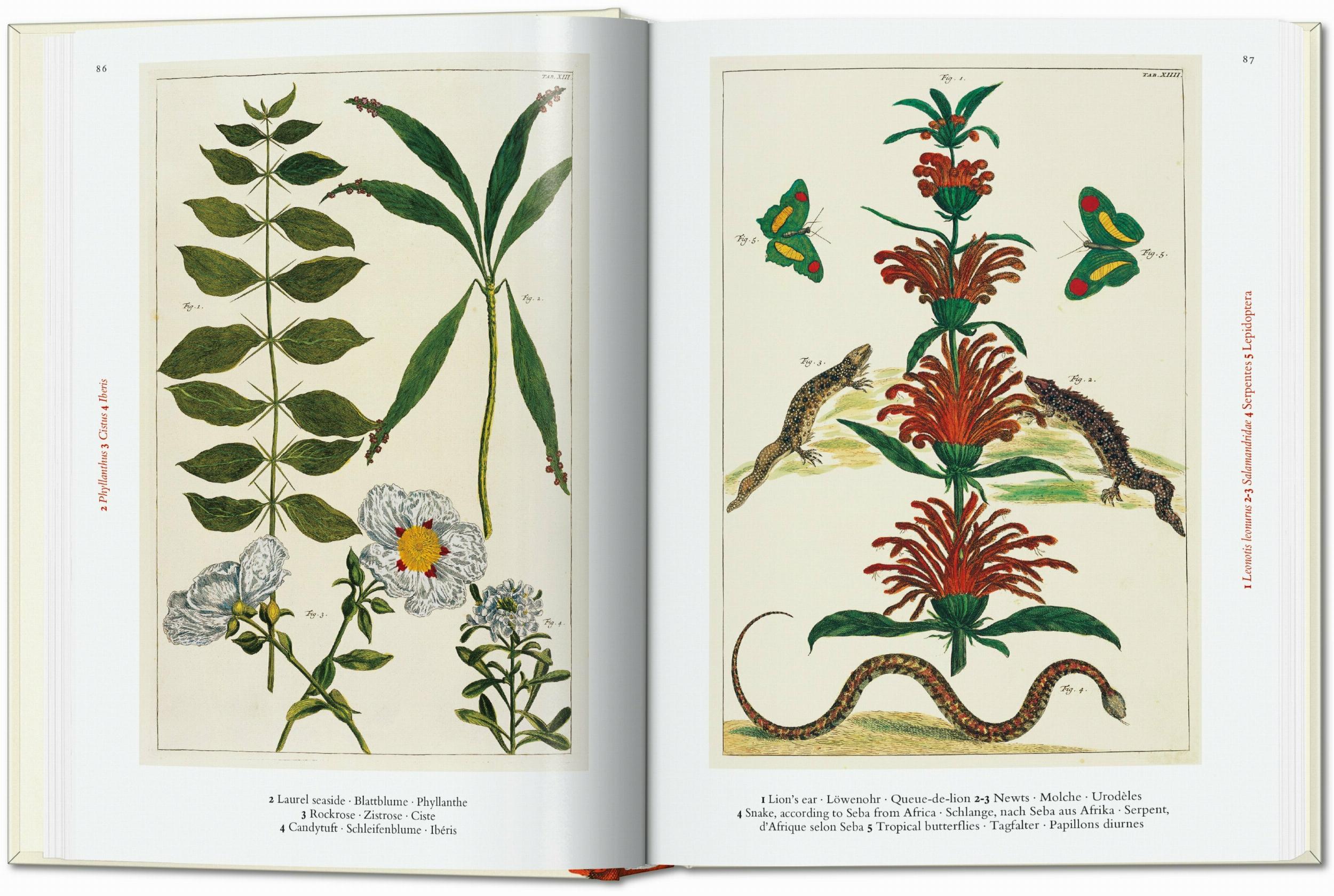 Seba. Cabinet Of Natural Curiosities. 40Th Ed.-2