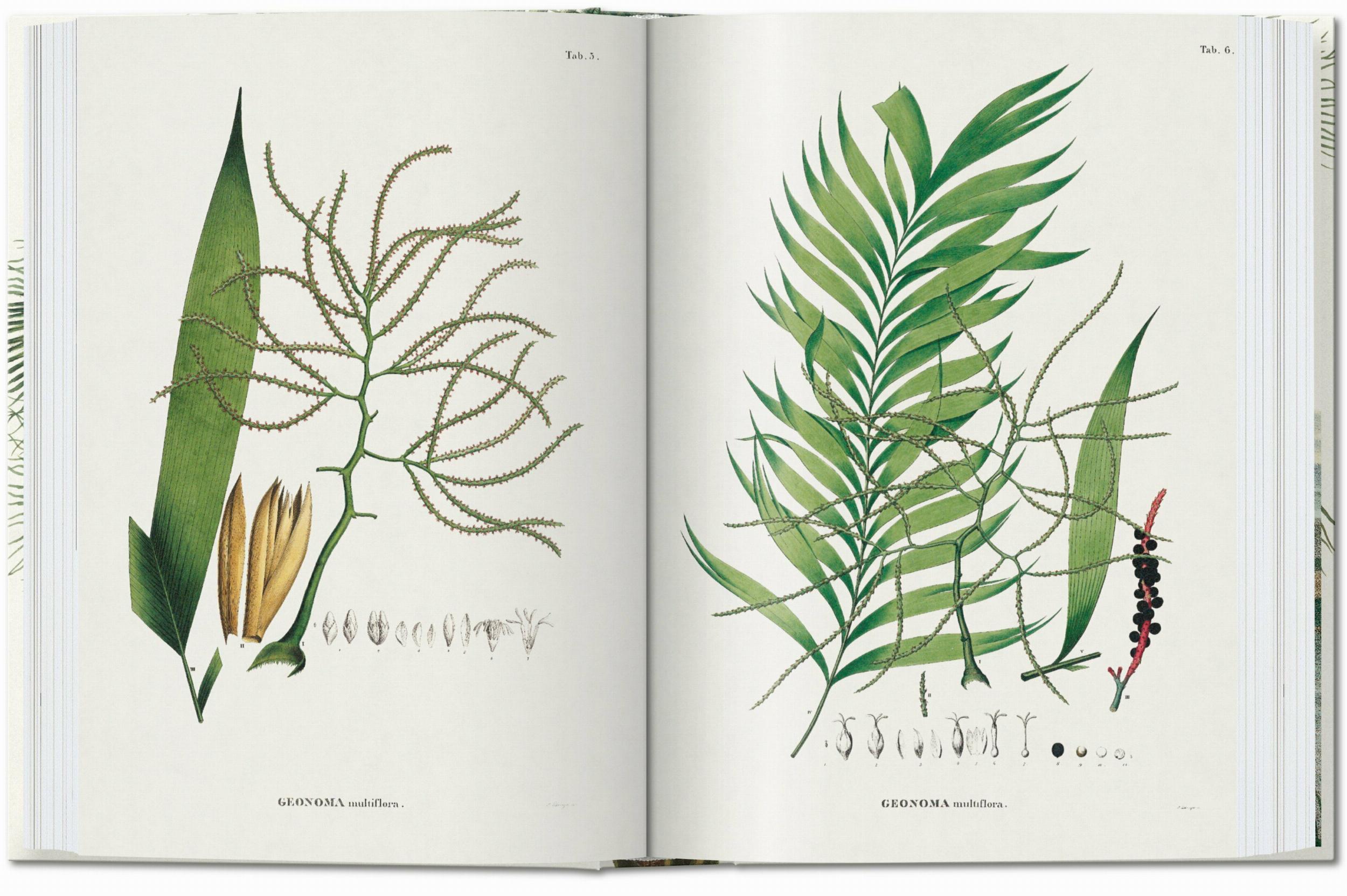 Martius. El Libro de las Palmeras. 40Th Ed.-4