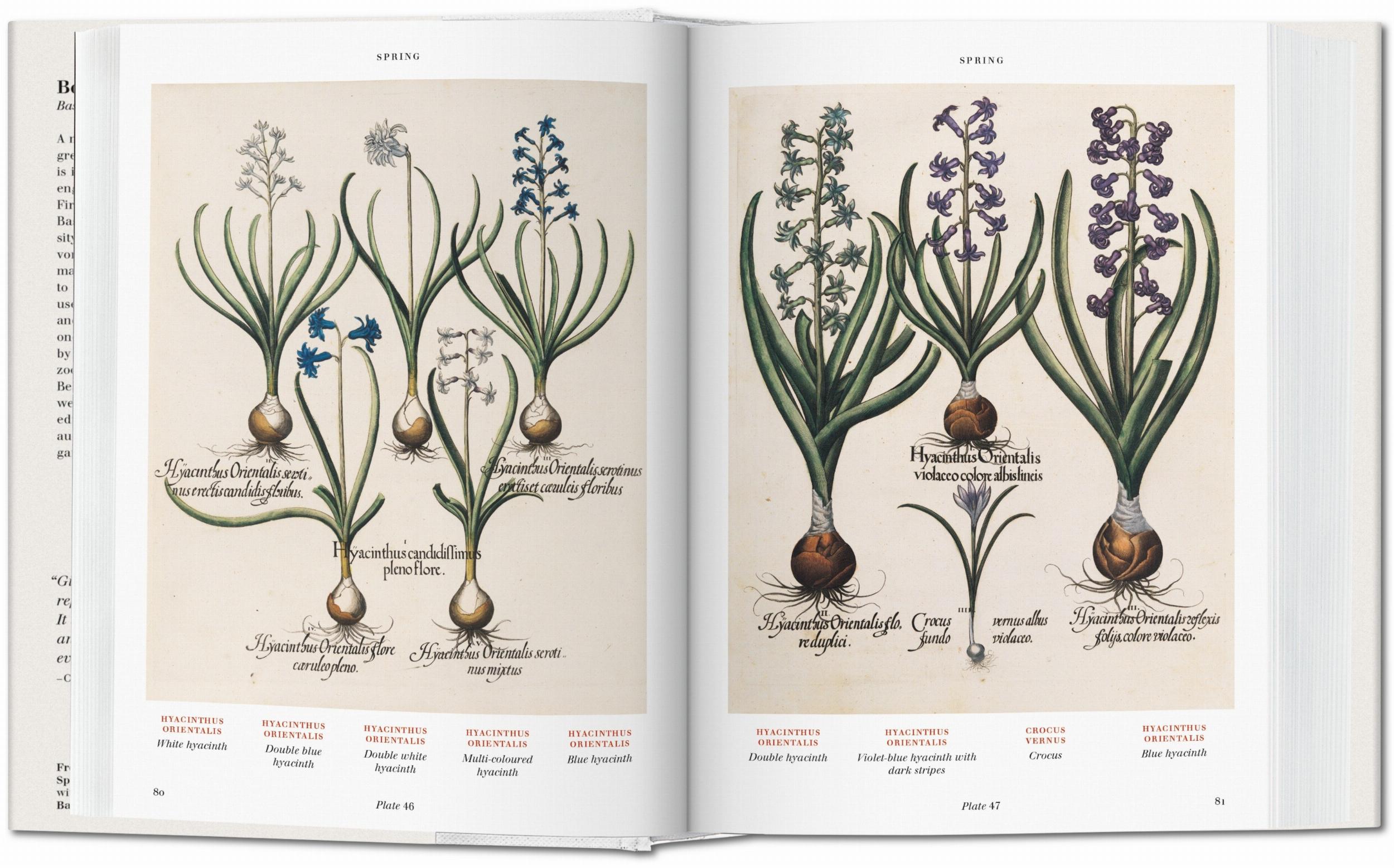 Basilius Besler. Florilegium. The Book Of Plants-2